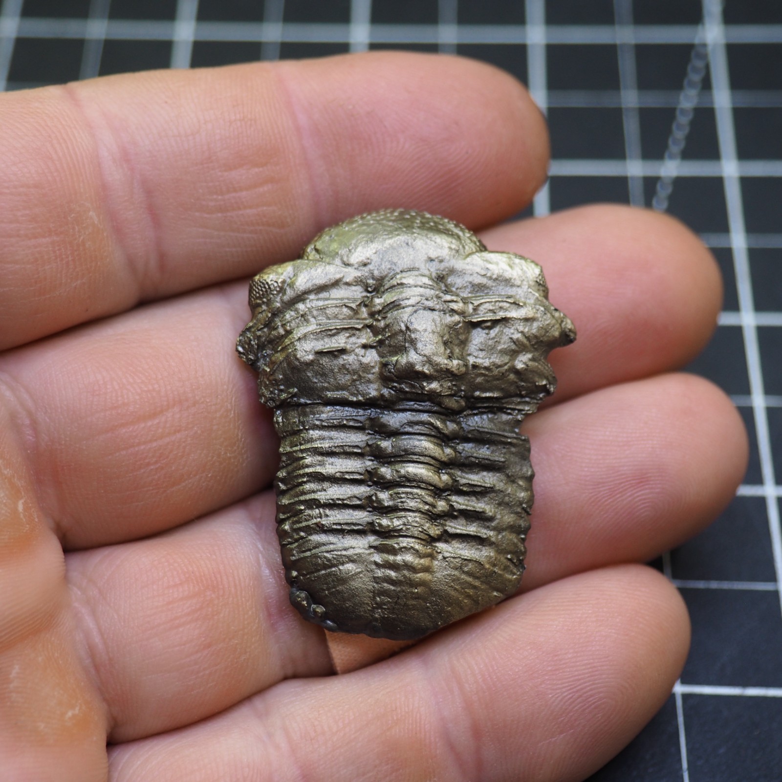 Chotecops ferdinandi Pyrite Trilobite Bundenbach Germany Fossil Devonian