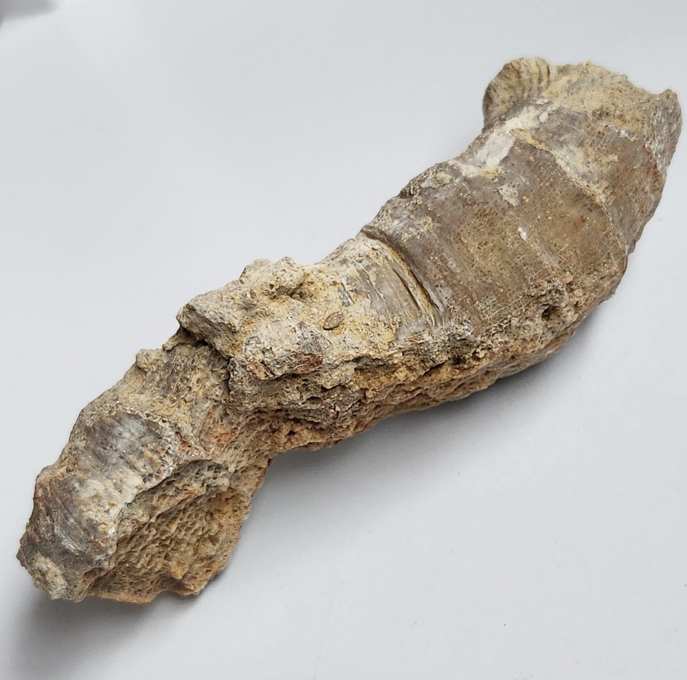 5" 216g Fossil Horned Coral Central Texas Pennsylvanian Display Specimen