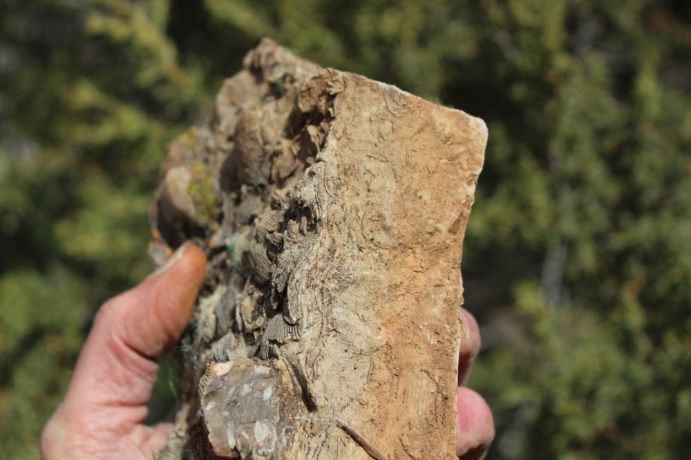 RARE Locality - Superb Display Specimen - Brachiopod/Shell Fossil - DEVONIAN
