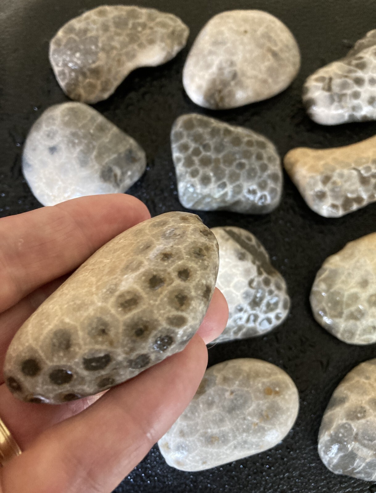 16pc BULK Michigan Petoskey Stones (Hexagonaria) - Natural Fossils 3LBS