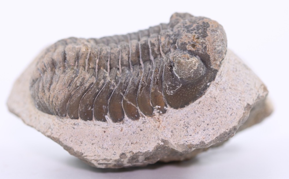 Fossil Trilobite Austerops (Phacopid) 1.87" Devonian Morocco COA 5674