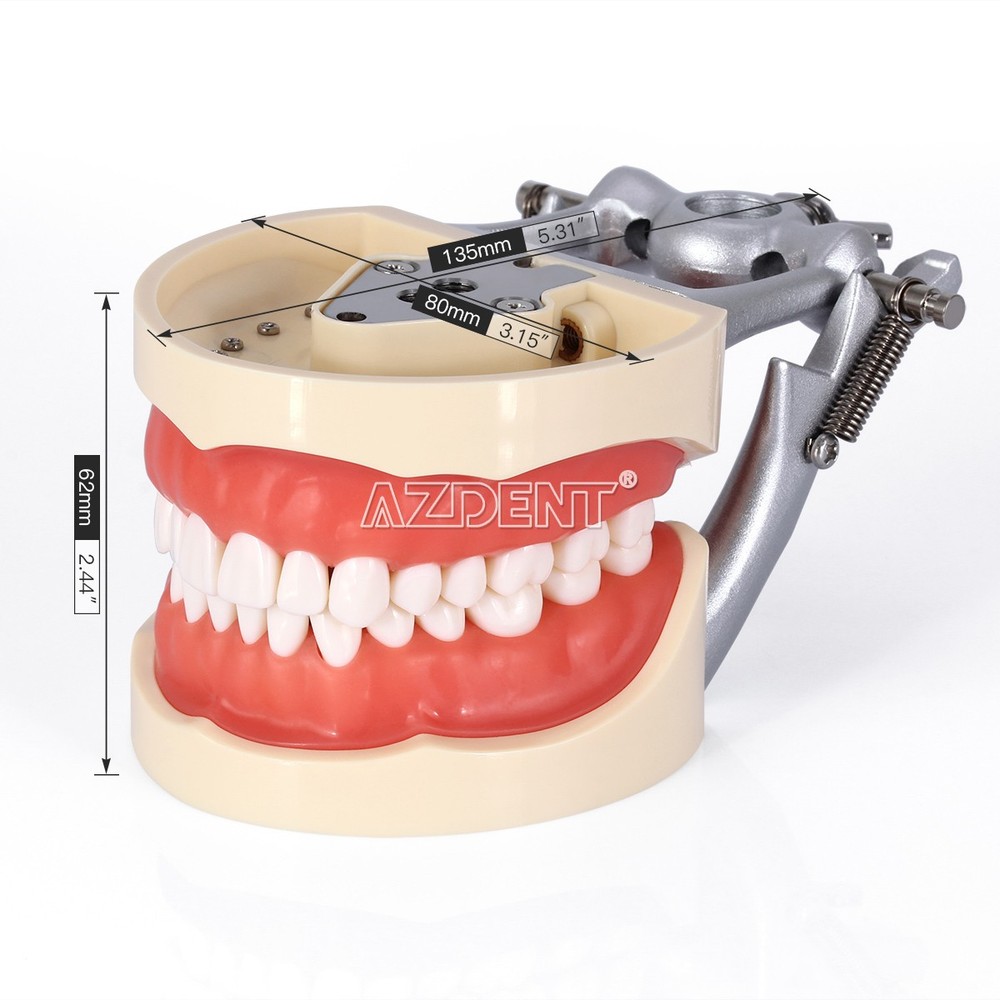 Dental Teeth Model With Removable Teeth Compatible with 200 teeth