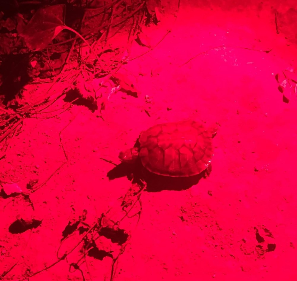 Scalable Red LED 3 Mode Long Range Red Beam Red Light Flashlight, Red Flashli...