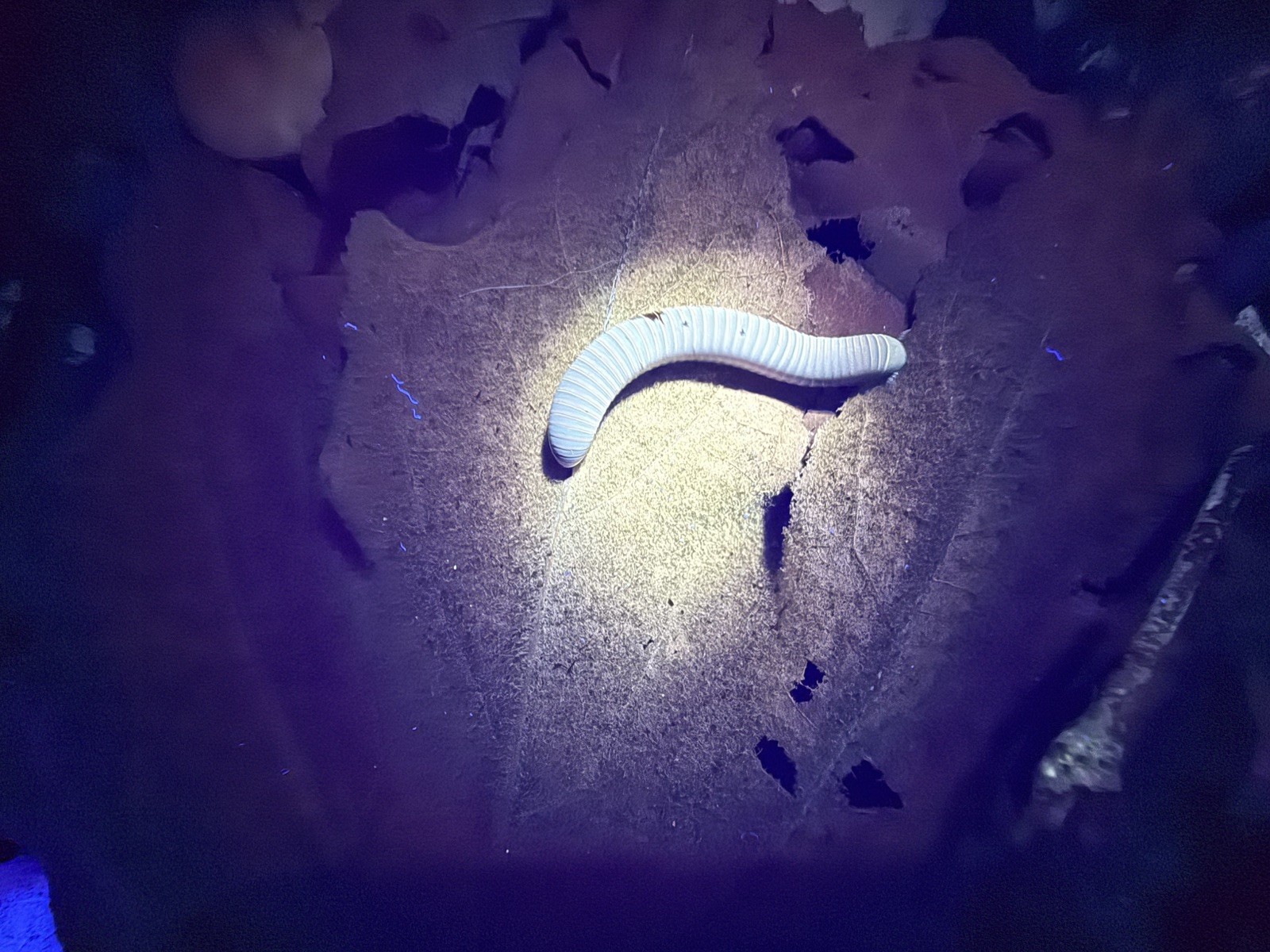 UV REACTIVE Hiltonius Pulchrus Millipede 5 Compost Classroom Pet Millipede Only