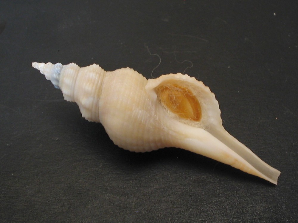 Rarely Seen...AFER PSEUDOFUSINUS w/o~52.9mm~Senegal SEASHELL