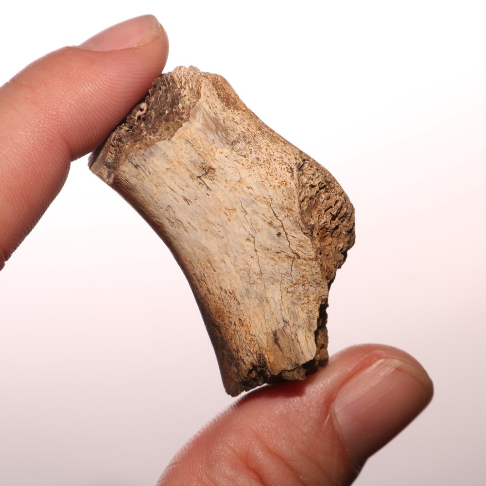 Dinosaur Bone Fossil - Hell Creek Formation - Cretaceous