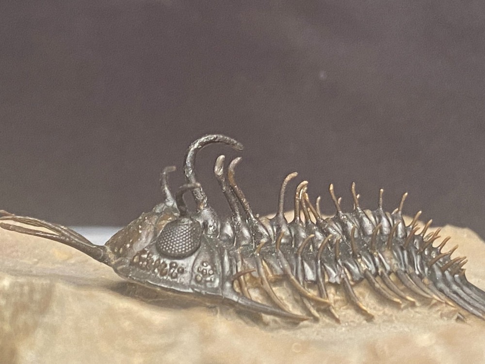 walliserops hammii & phacops