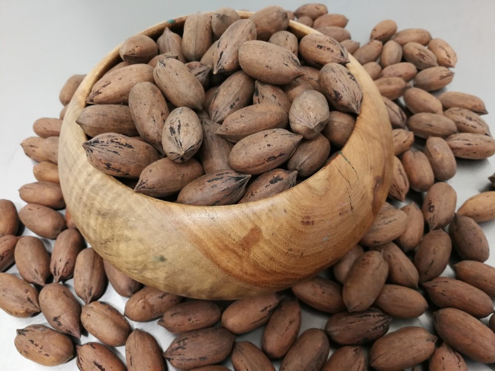In Shell Pecans from Texas 2024 Crop 5 Pounds