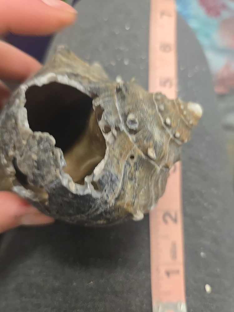 Natural Shell 6.5 Inches Long. Helmut Conch