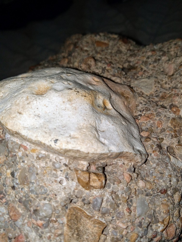 Clam? Fossil On Matrix