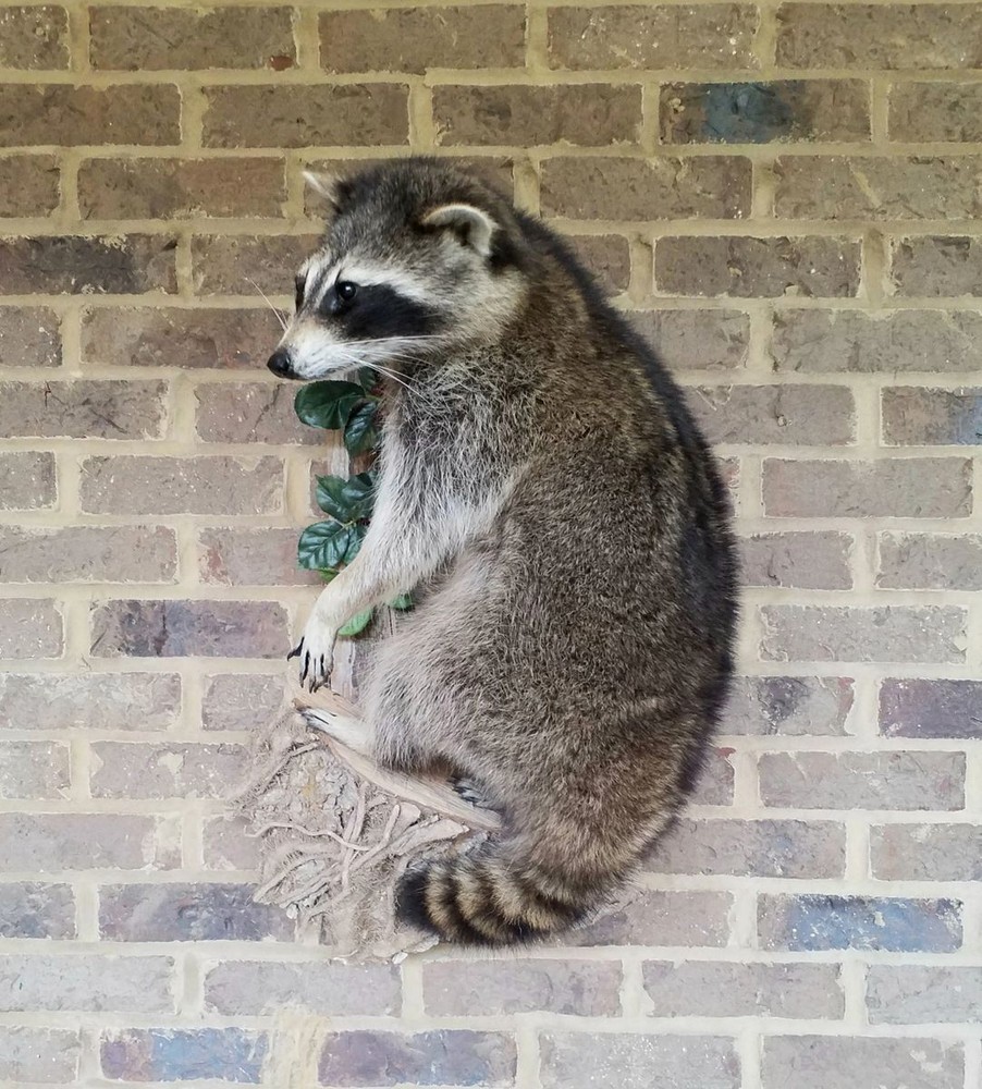 Unique Raccon Messenger Mount - NEW