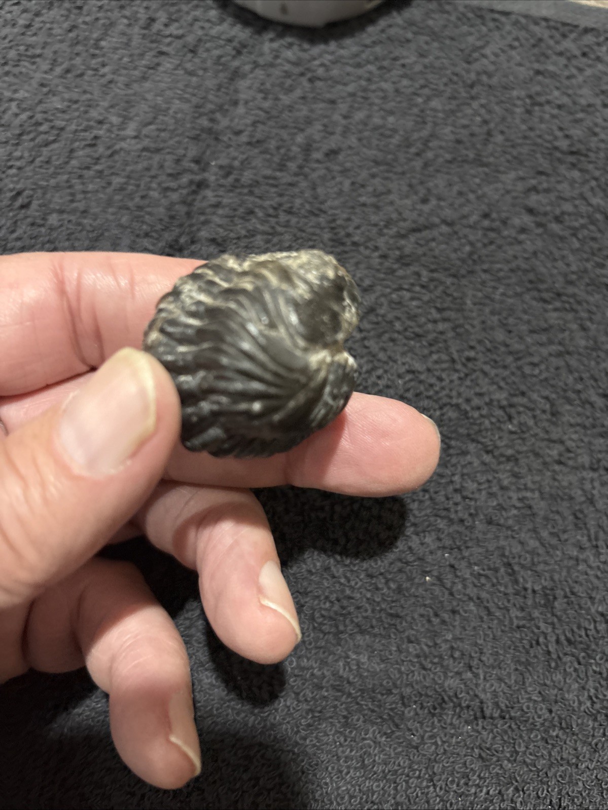 Rolled Pedinopariops Devonian. A Bit Rough, But Still Pretty Good. Good Size