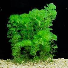 Green Cabomba