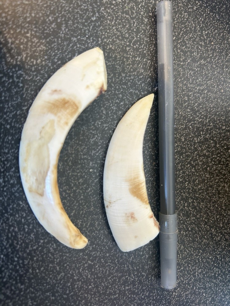 Boar Teeth