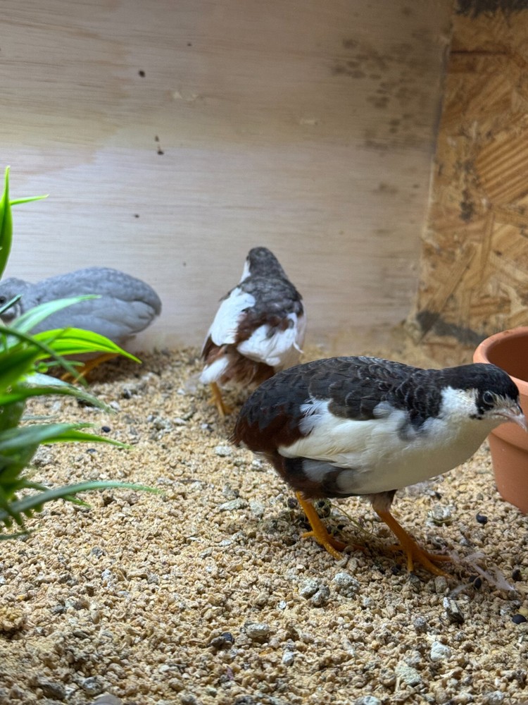 60 Button Quail Hatching Eggs Multiple Colors. Ships out after next week 12/12