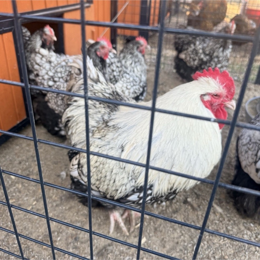 One dozen Silver Laced English Orpington hatching eggs