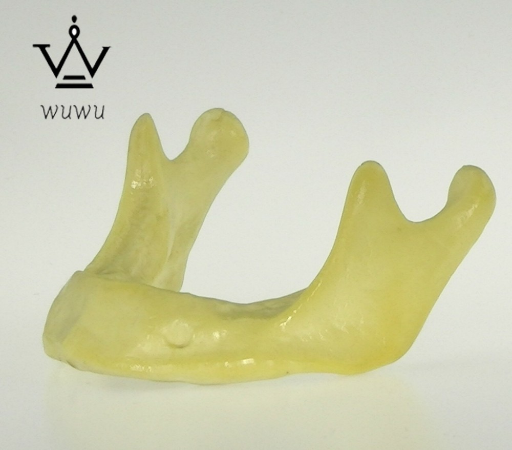 10PCS Dental Mandible Jaw Model for Basic Drilling Implant Insertion Practice