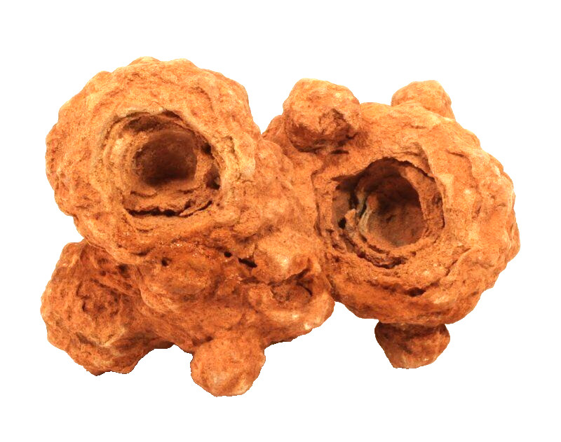 Moroccan stromatolite fossil