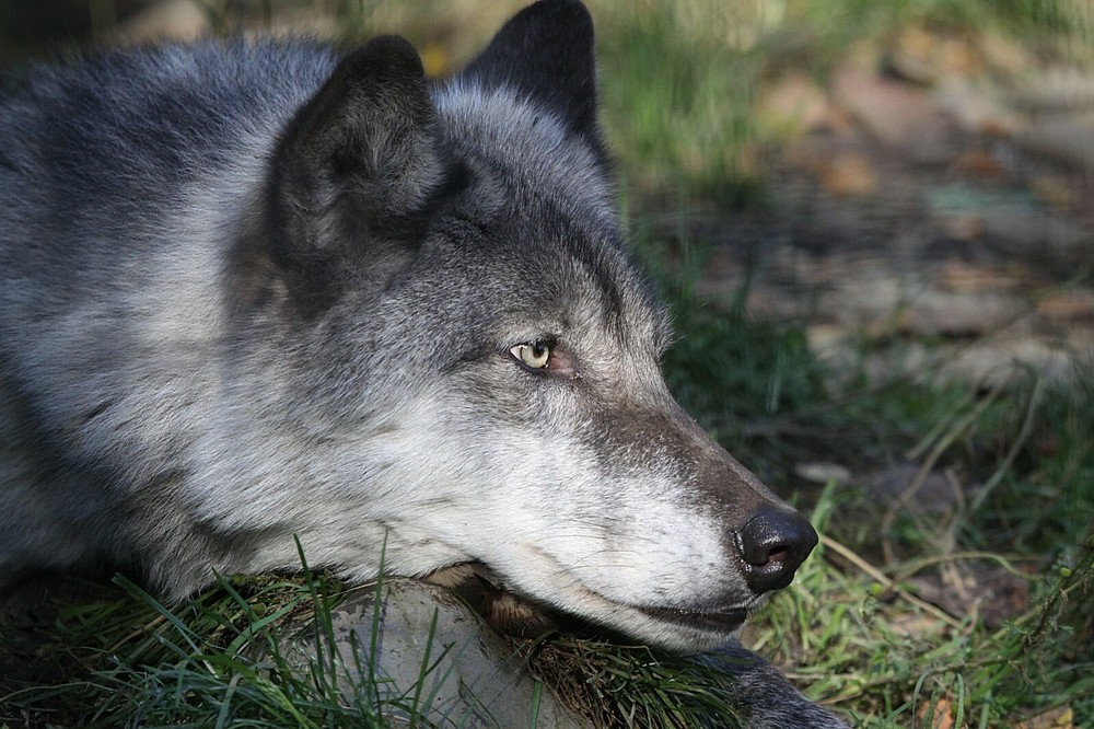 Wolf - Vol. 2 Taxidermy Reference Photo Cd