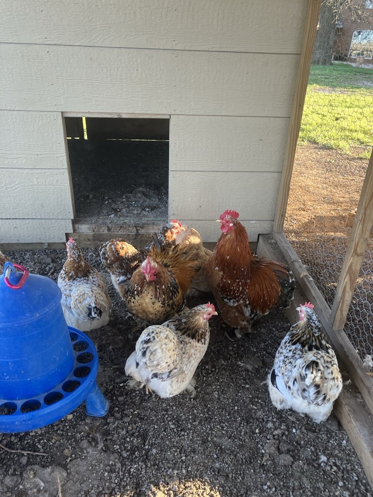 6+ Calico Cochin Bantam Hatching Eggs