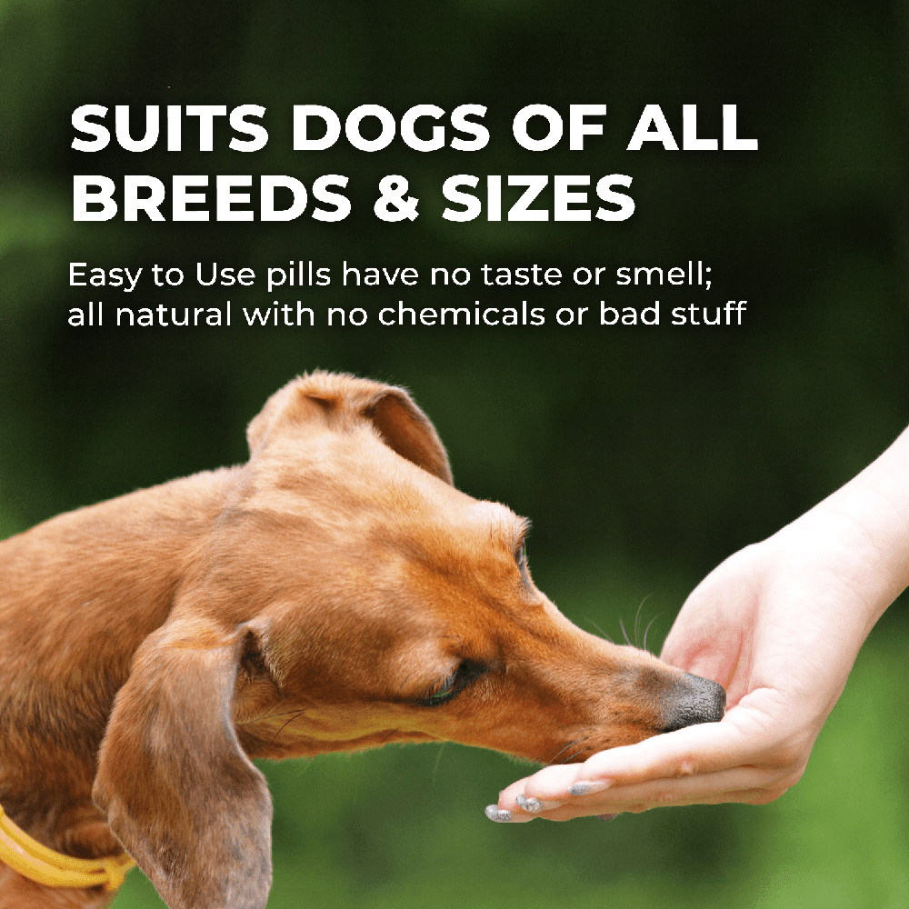 Dog Allergy & Immune Support Supplement Success