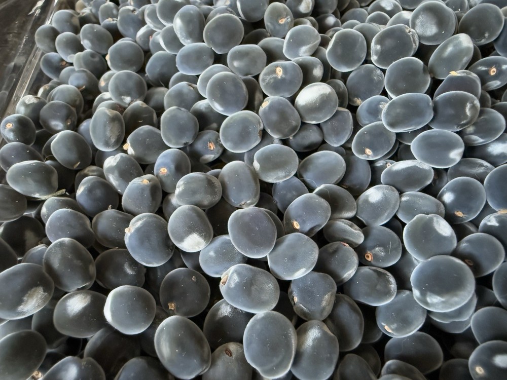 Mgambo Seeds -100 straight Drilled