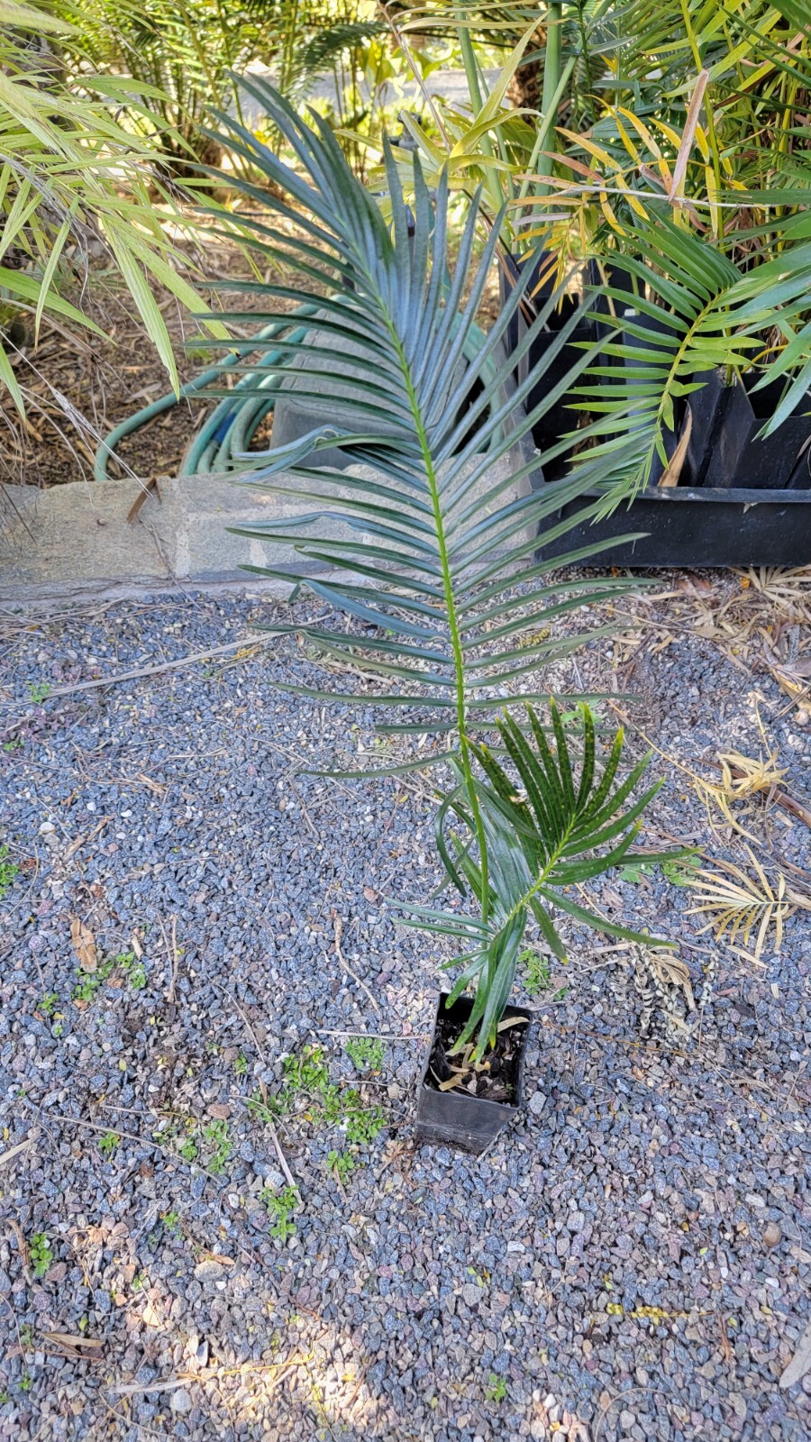 Cycas Panzhihuaensis  Seedling