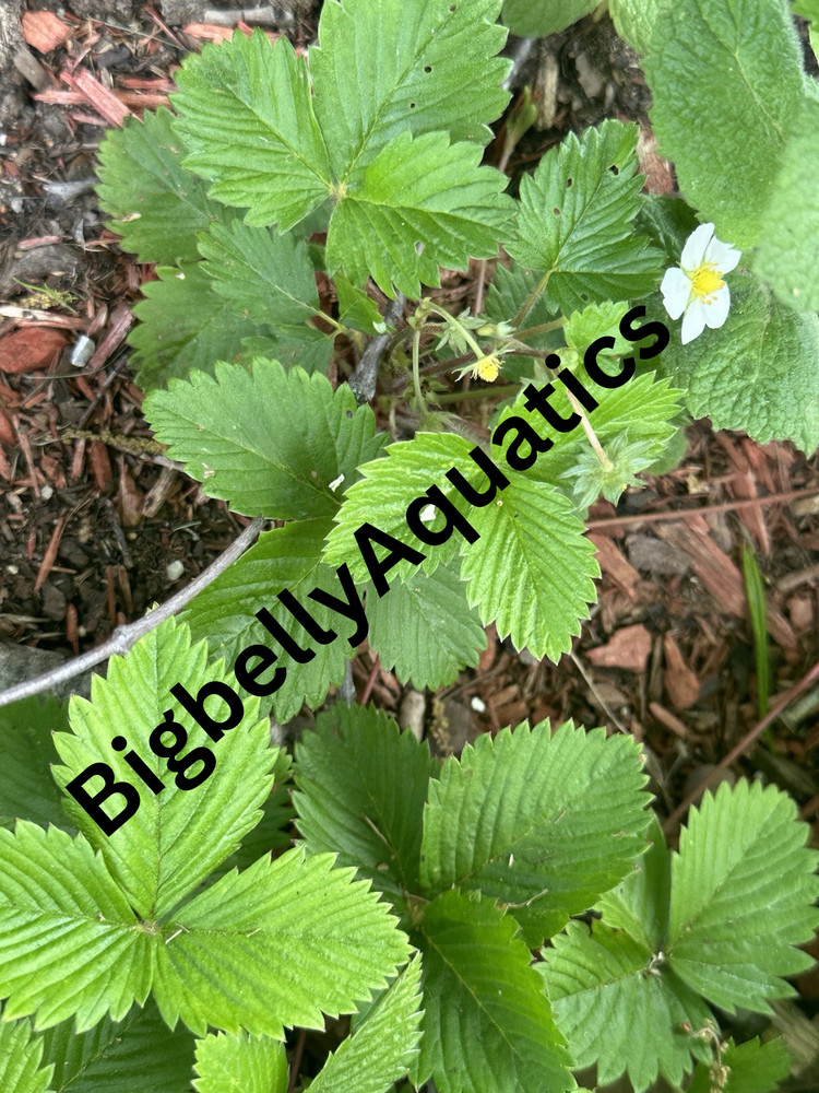 Alpine Strawberry- 4 Pack Homegrown