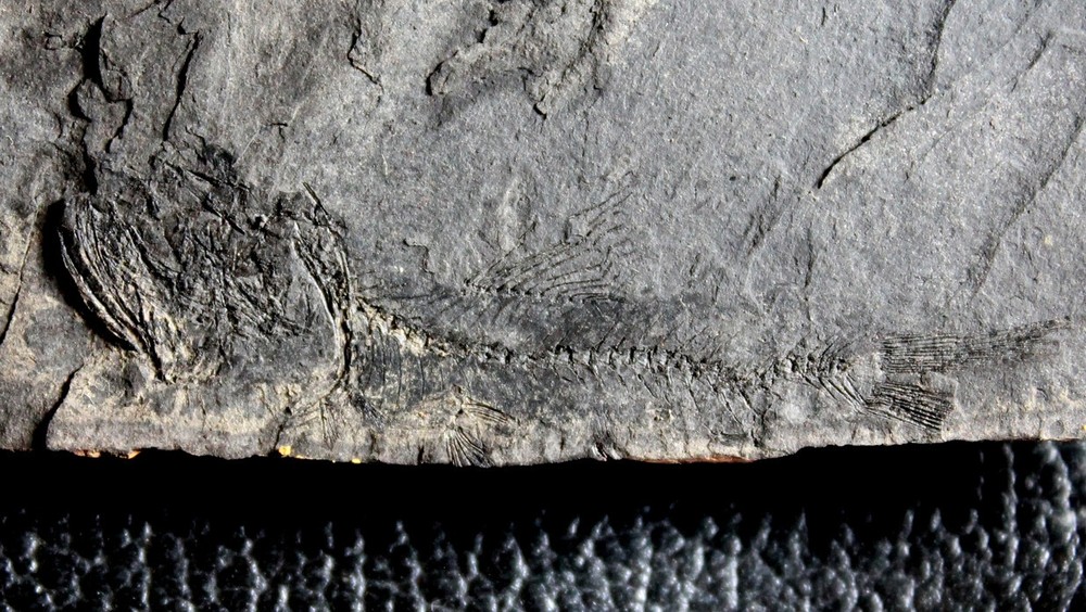 Eomyctophum sp - Oligocene fossil fish