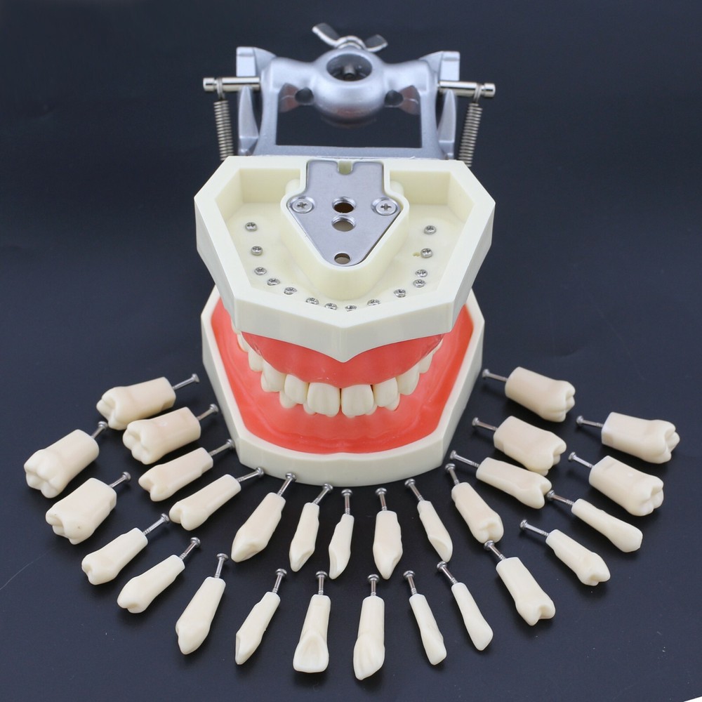 Kilgore Nissin 200 Type Dental Typodont Model 28pcs Replacement Teeth Practice