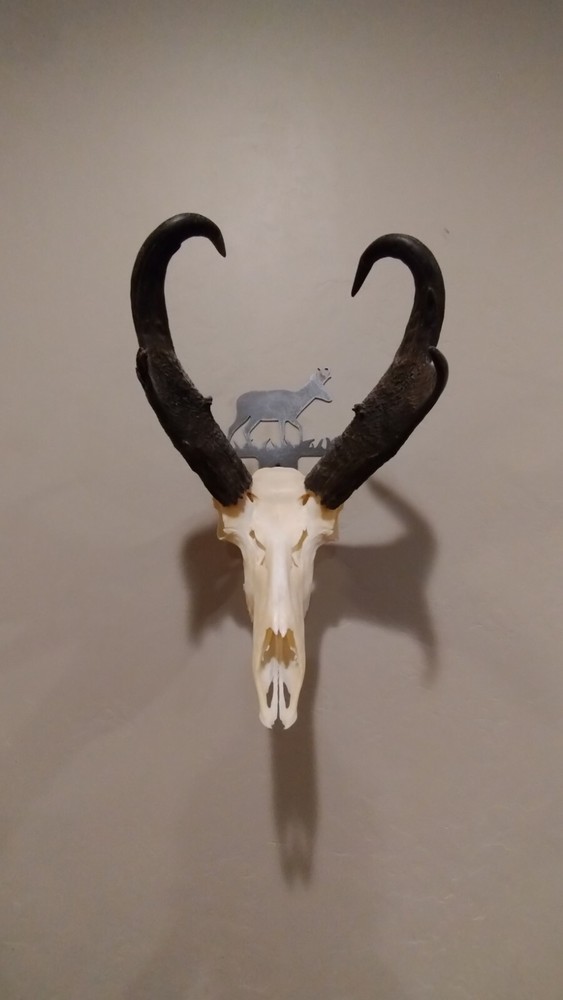 pronghorn Skull Hanger