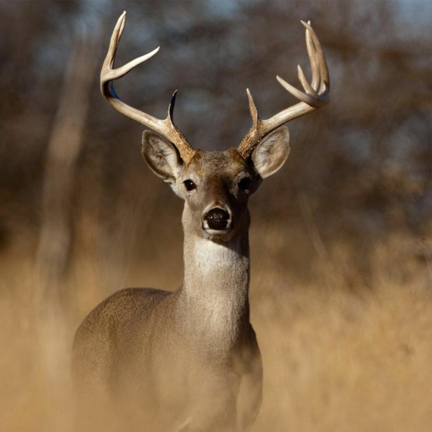DEER CROSSING SIGN - Aluminum Highway Style Plaque - Hunting Cabin Decor - Road
