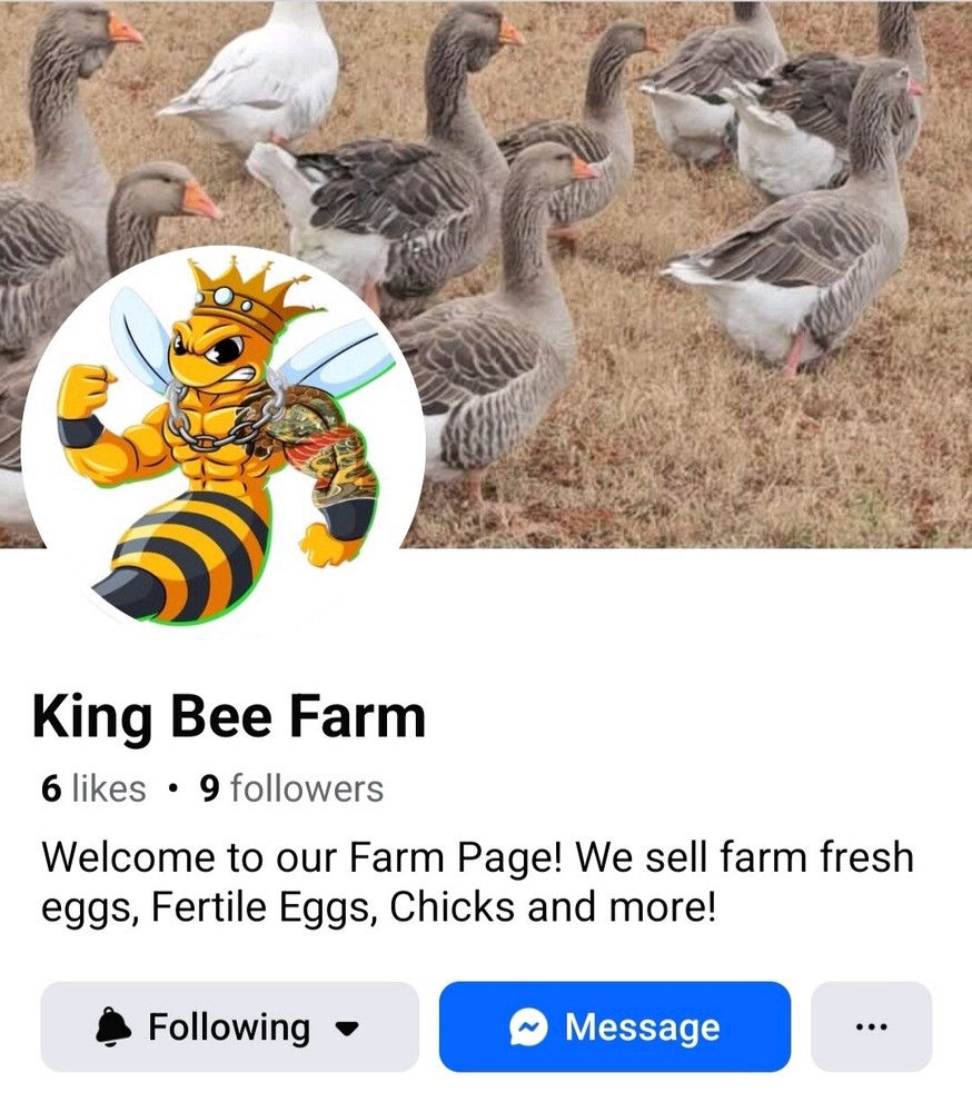 1 Dozen White Leghorns - Hatching Eggs