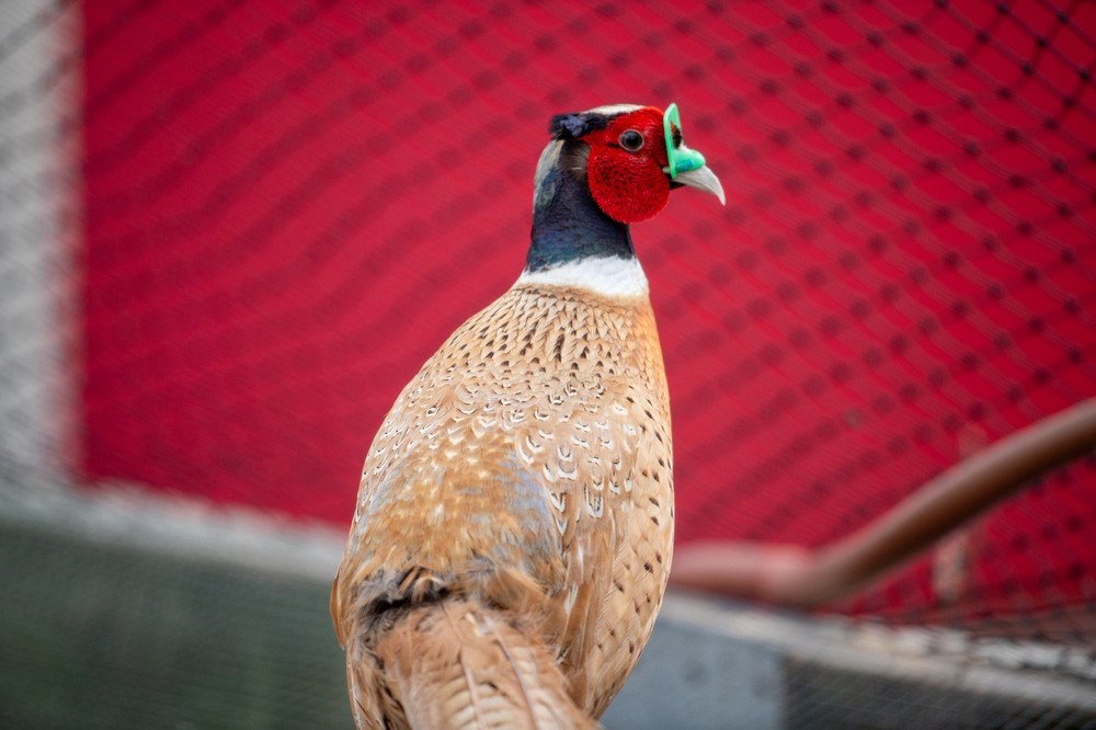 6+ Buff Ringneck Pheasant Hatching Eggs