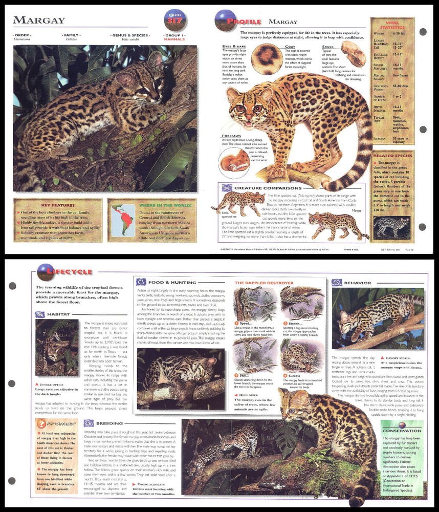 Fold-Out Sheet - Margay - 317