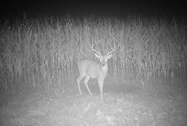 Tag-Out Deer Mineral