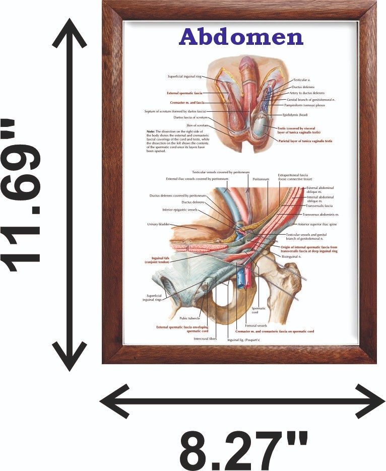 Abdomen Chart 12x18 inches