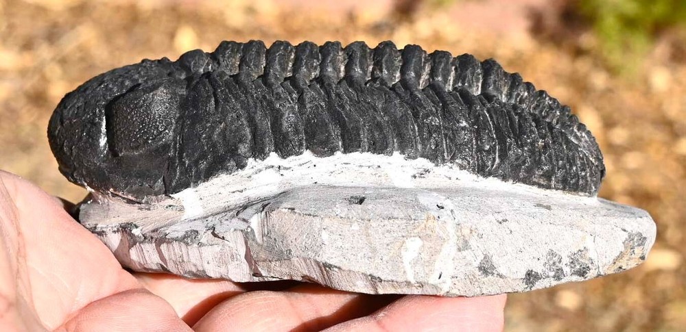Trilobite Fossil, Drotops, from Morocco #4