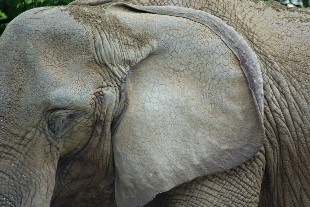 African Elephant Taxidermy Reference Photo Cd