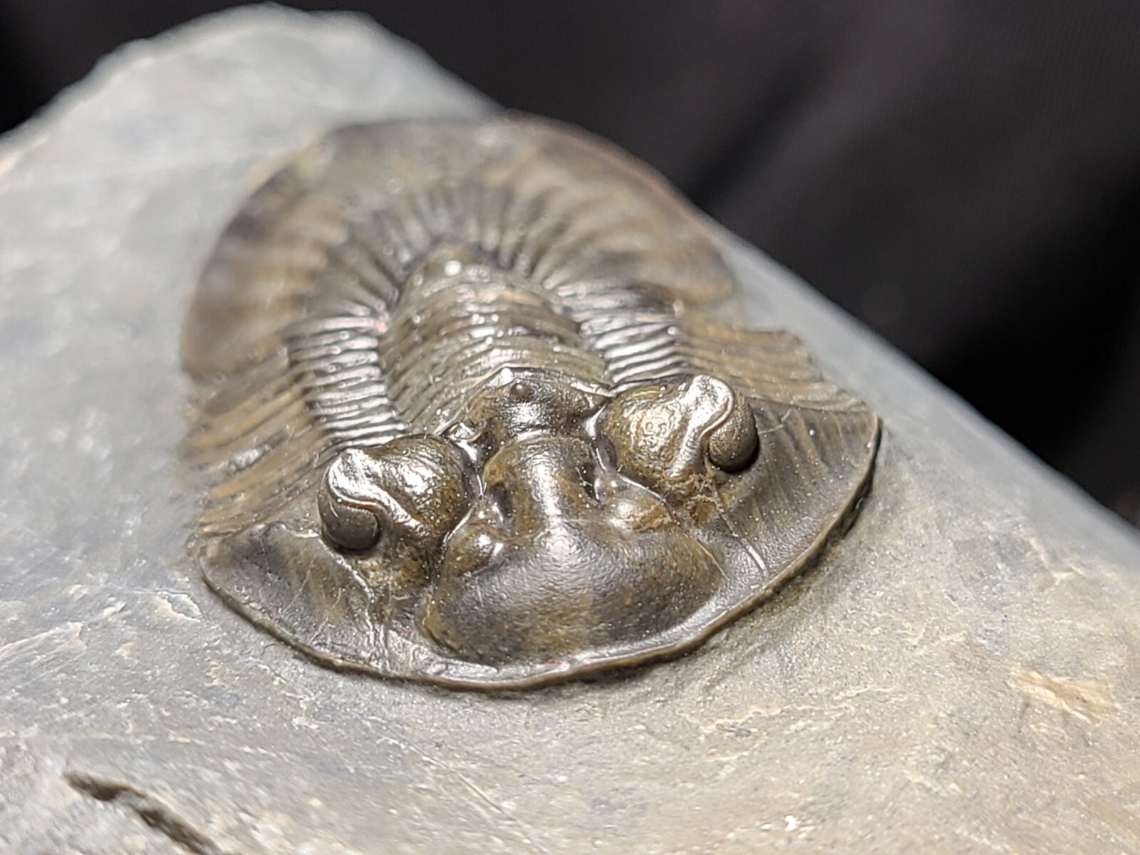 Top Quality double Scabriscutellum trilobite fossil from the Devonian Morocco