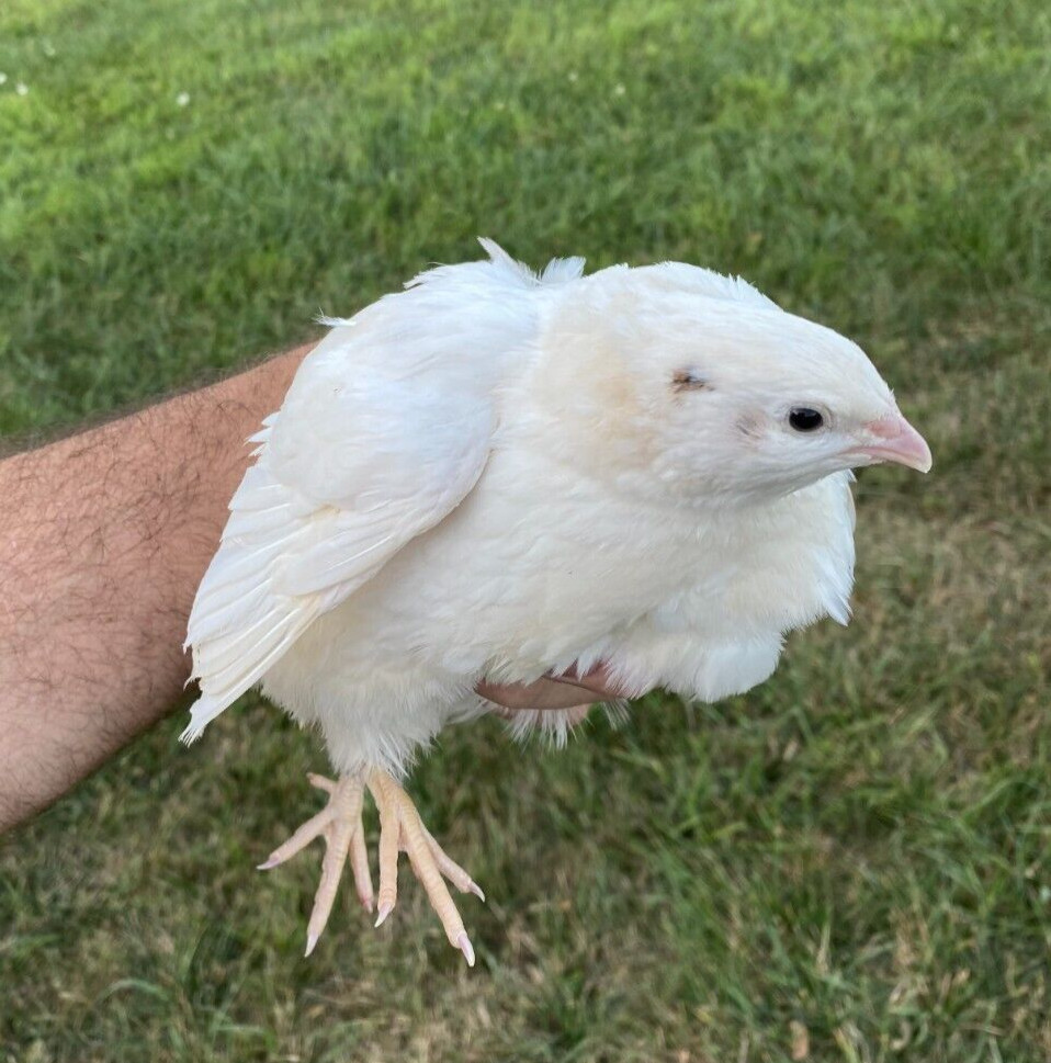 25 + JUMBO WHITE Quail Hatching Eggs