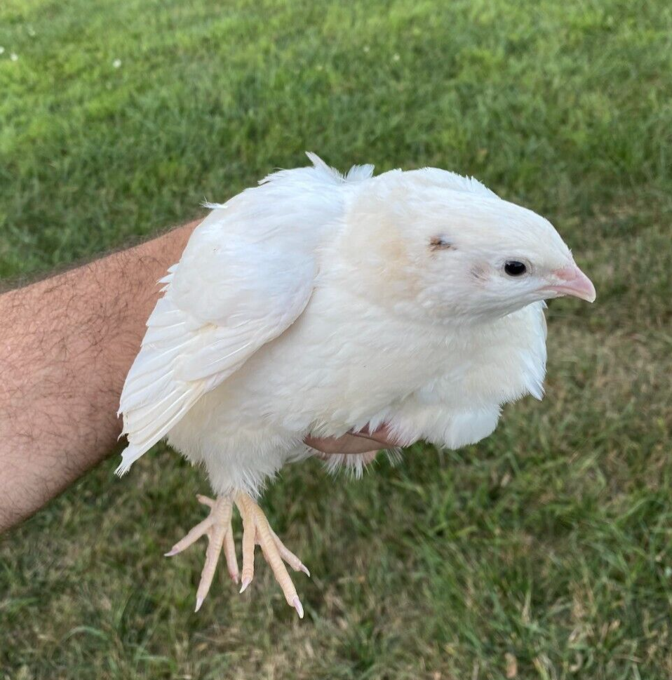 25 + JUMBO WHITE Quail Hatching Eggs