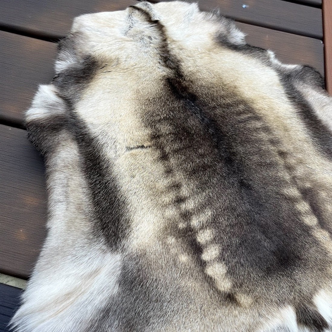 Grayish Exotic Genuine Reindeer Hide Rug Caribou 100% Authentic- Size 3x4-5'