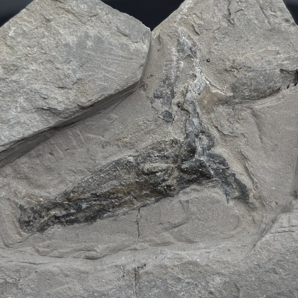 Rare Jurassic fossil squid Rhomboteuthis - La Voulte-sur-Rhône France - 10 cm