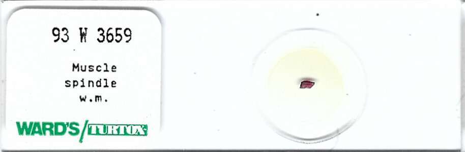 Muscle Spindle w.m. Microscope Slide