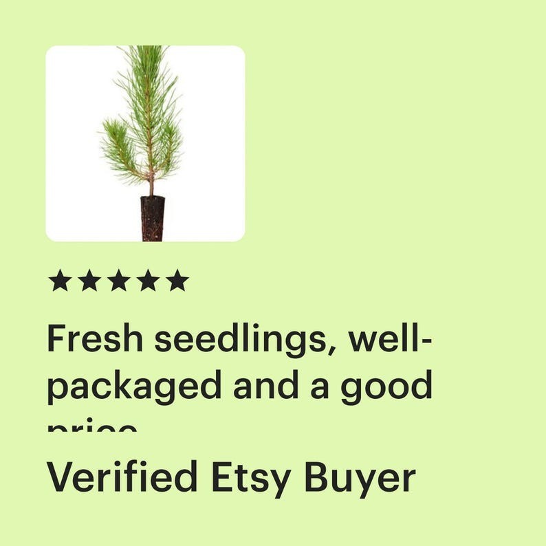 100 Longleaf pine tree plug seedlings