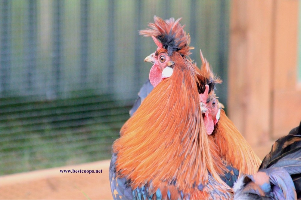 6+ Gold Appenzeller Chicken Hatching Eggs