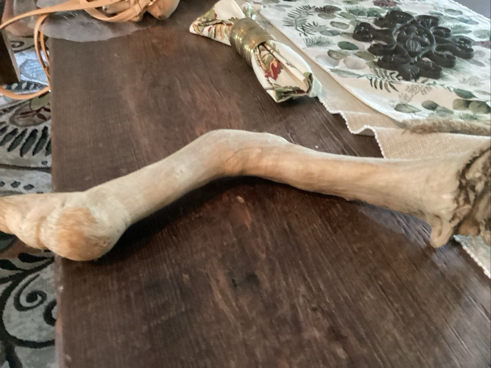 Mammoth Bone