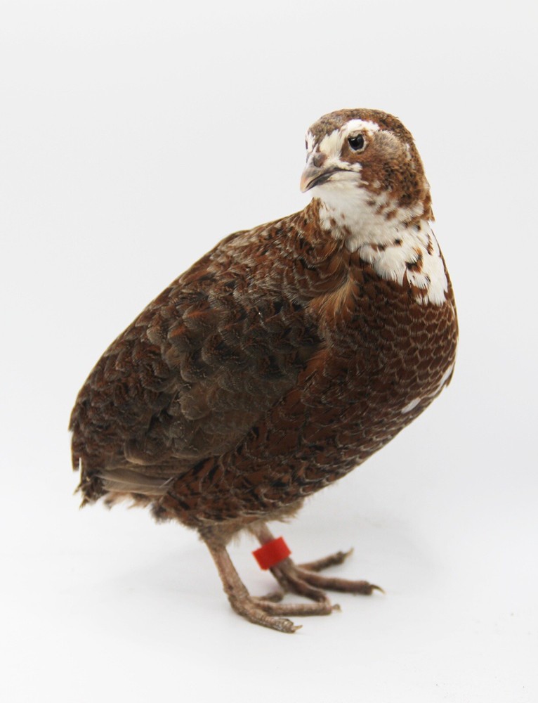 30++ Celadon Blue Coturnix Quail Hatching Eggs - Tuxedo, White, Red Range + More