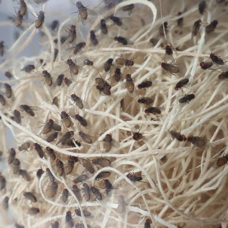 Black Hydei Flightless Fruit Flies – 32oz Master Culture Live Feeder